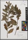 Foto von Salix L.